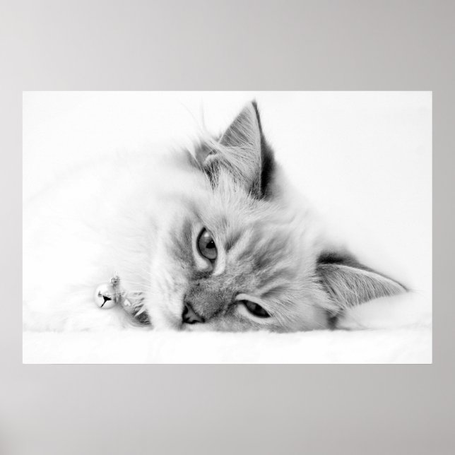 Póster poster kitten (Frente)