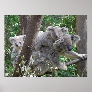 Póster Poster Koala y dos bebés foto Australia