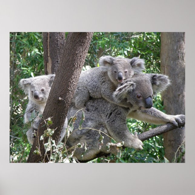 Póster Poster Koala y dos bebés foto Australia (Frente)