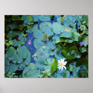 Póster Poster Koi Pond