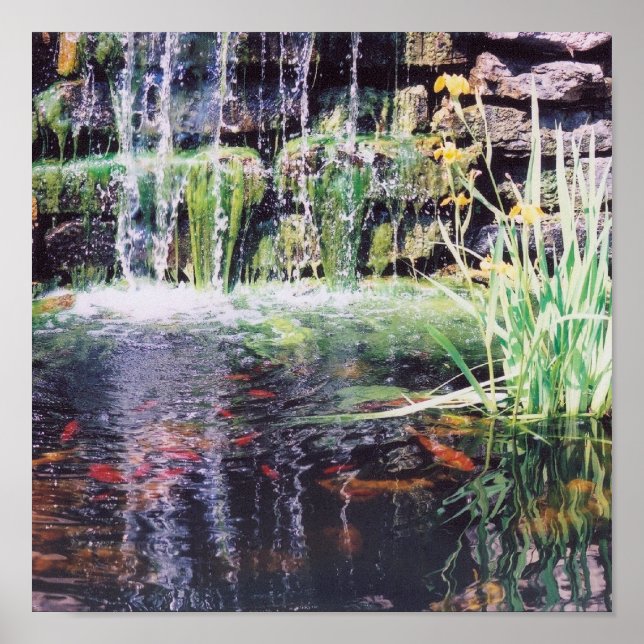 Póster Poster Koi Pond (Frente)