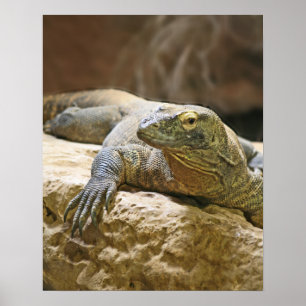 Póster Poster Komodo Dragon