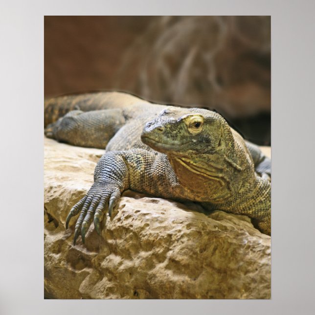Póster Poster Komodo Dragon (Frente)