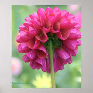 Póster póster, LA DALIA DE ROSA PROFUNDO SE ASEMEJA A UNA