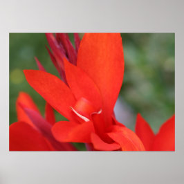 Póster poster "Lady in Red" Red Canna Lily Closeup