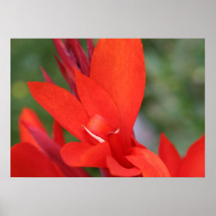 Póster poster "Lady in Red" Red Canna Lily Closeup
