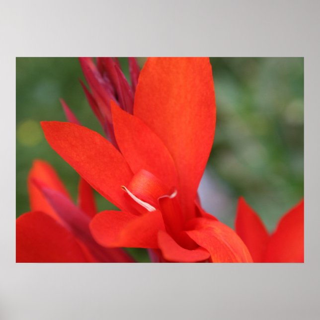 Póster poster "Lady in Red" Red Canna Lily Closeup (Frente)