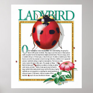 Póster Poster Ladybird