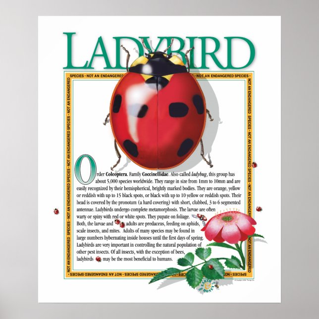 Póster Poster Ladybird (Frente)