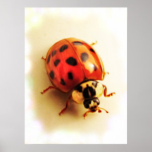 Póster Poster Ladybug