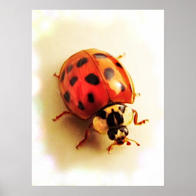 Póster Poster Ladybug (Frente)