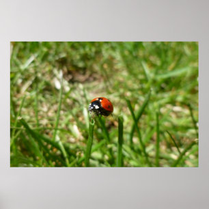 Póster Poster Ladybug