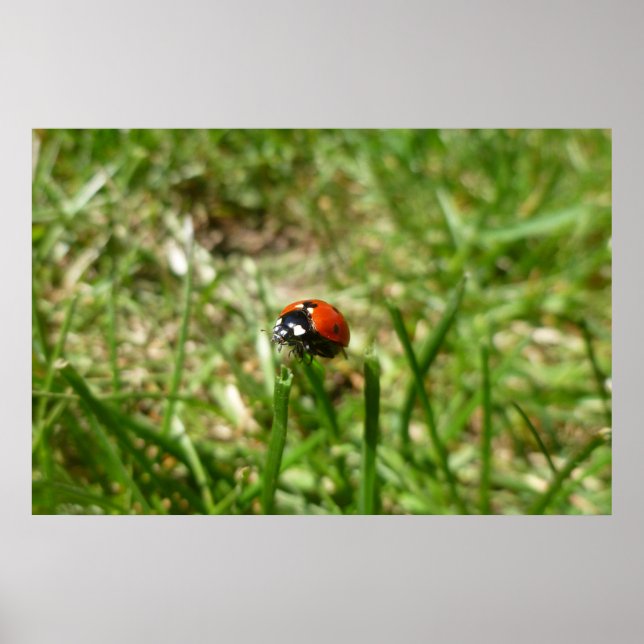 Póster Poster Ladybug (Frente)
