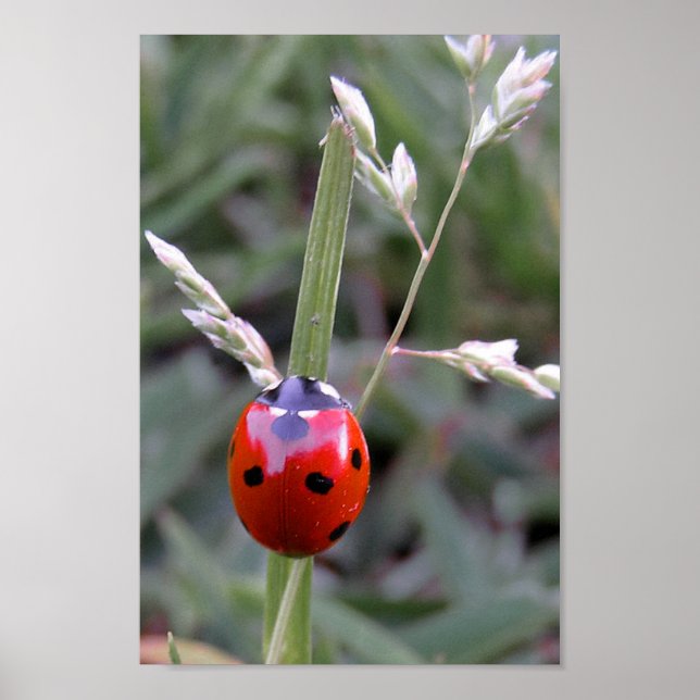 Póster Poster Ladybug (Frente)