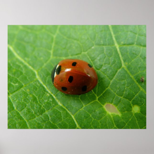 Póster Poster Ladybug (Frente)