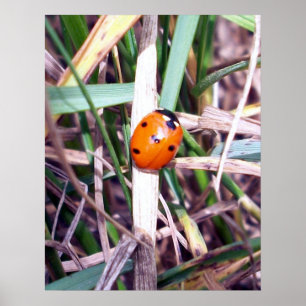 Póster Poster Ladybug Spotlight