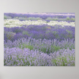 Póster Poster Lavender