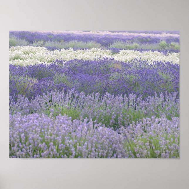 Póster Poster Lavender (Frente)