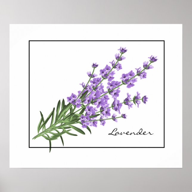Póster Poster-Lavender (Frente)
