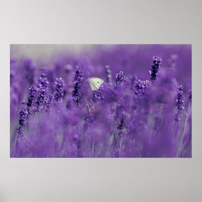 Póster Poster Lavender Field (Frente)
