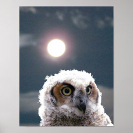 Póster Poster - Lechuza a la luz de la luna