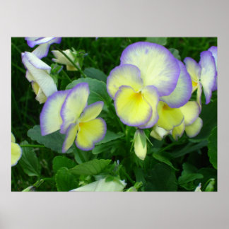 Póster Poster Lemon Yellow Pansies
