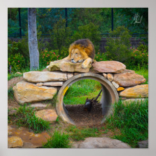 Póster Poster León Firmado