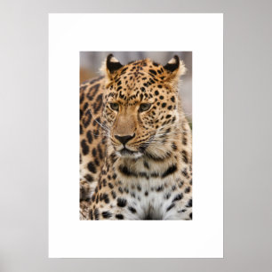 Póster Poster Leopard