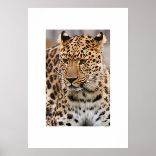 Póster Poster Leopard (Frente)