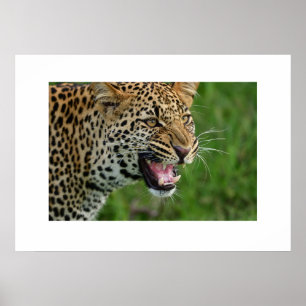 Póster Poster Leopard