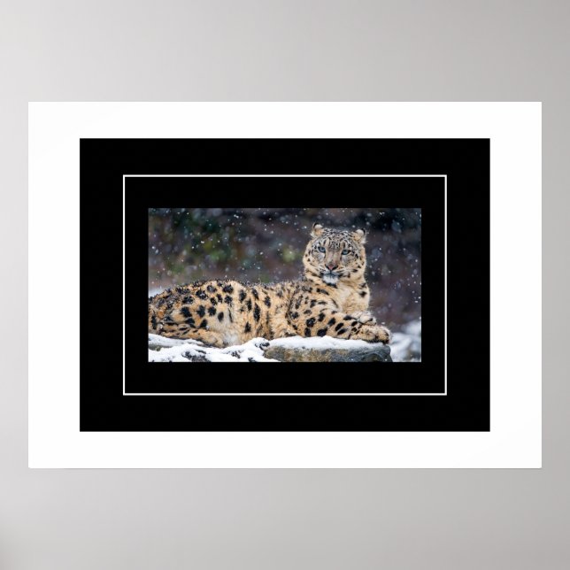 Póster Poster-Leopard (Frente)