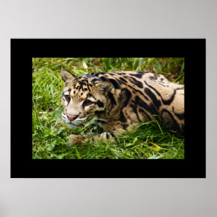 Póster Poster Leopard