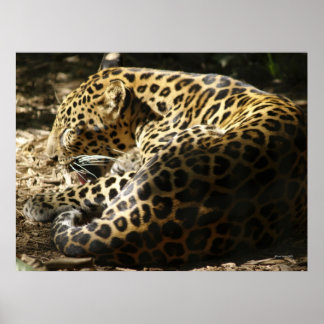 Póster Poster Leopard