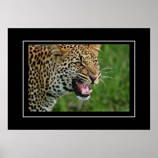 Póster Poster Leopard (Frente)