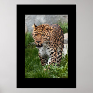 Póster Poster Leopard