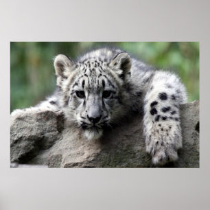 Póster poster Leopard blanco