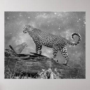 Póster Poster/Leopardos en el espacio
