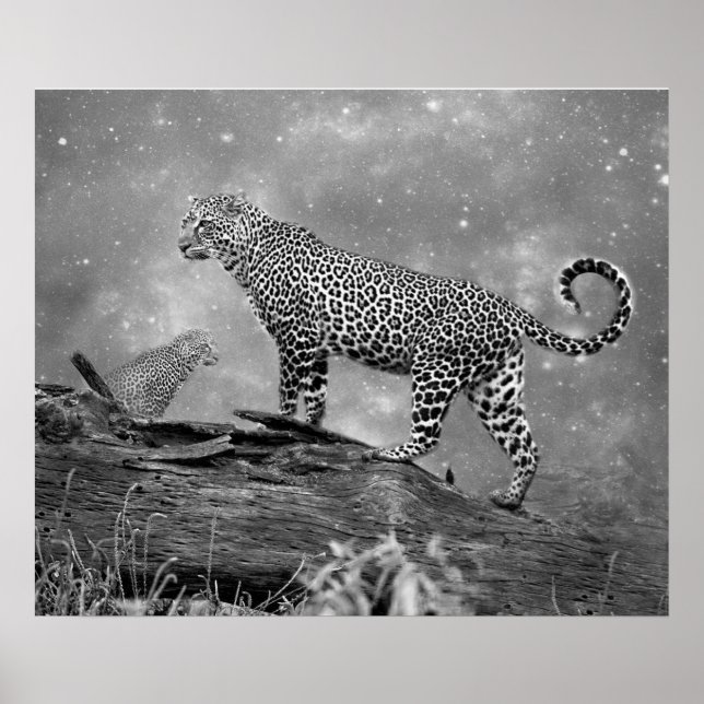 Póster Poster/Leopardos en el espacio (Frente)