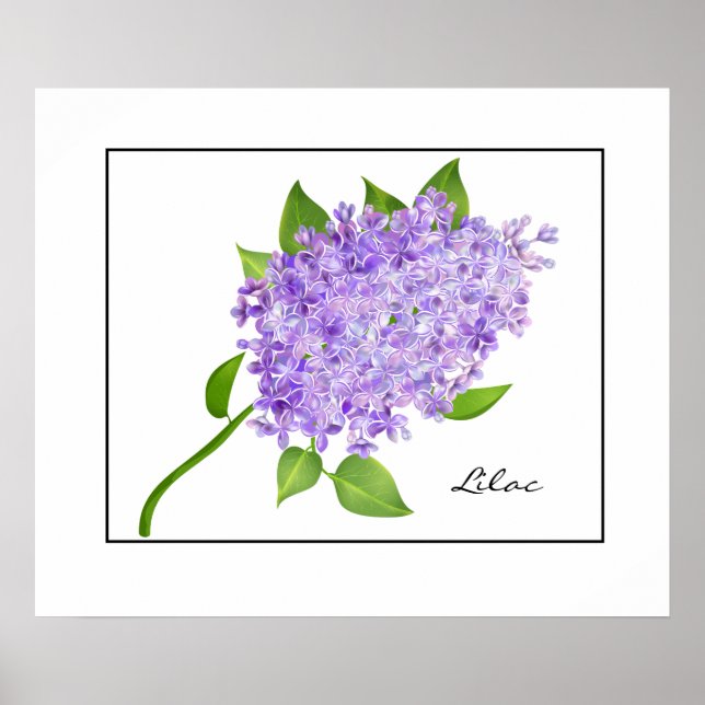 Póster Poster-Lilac (Frente)