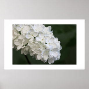 Póster Poster Lilacs blanco