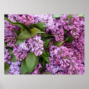 Póster POSTER - Lilacs en primavera - Francia