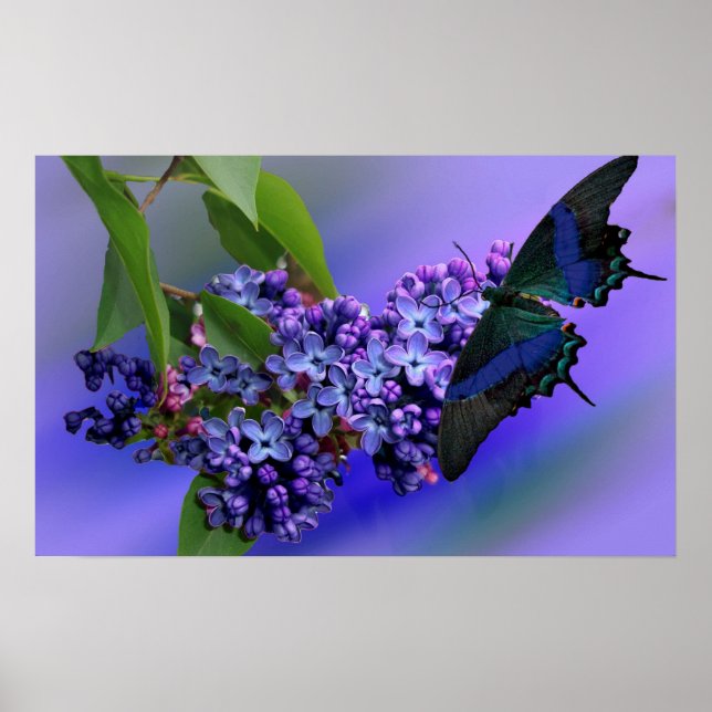 Póster Poster Lilacs y Mariposa (Frente)