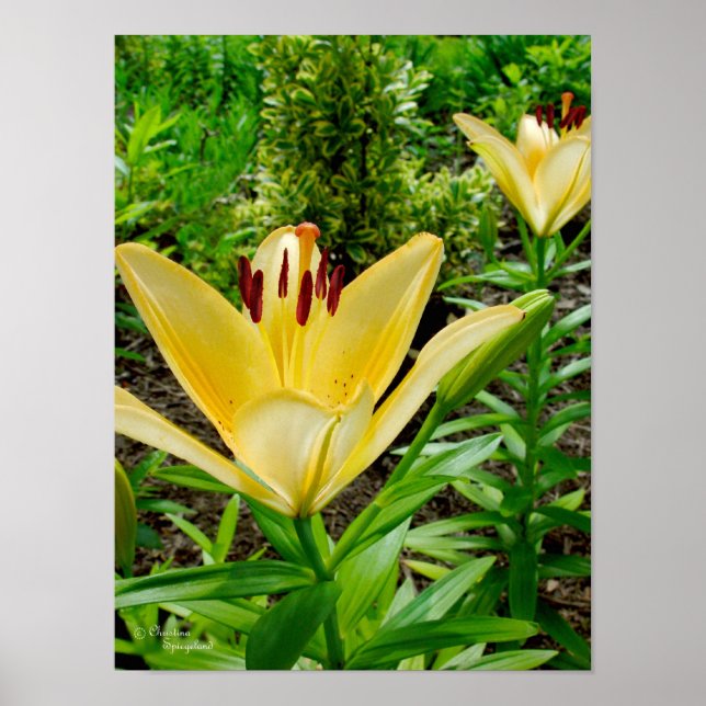 Póster Poster Lilies Amarillos Brillantes (Frente)
