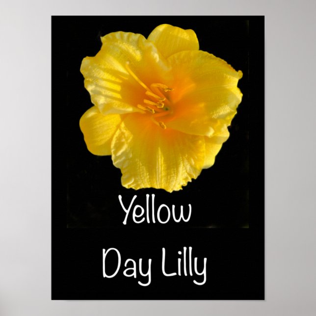 Póster Poster Lilly de día amarillo 12"x16" (Frente)