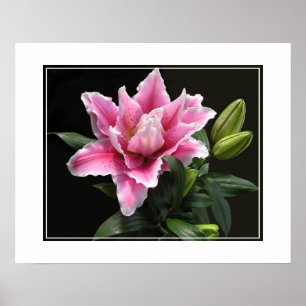 Póster Poster-Lily Flower