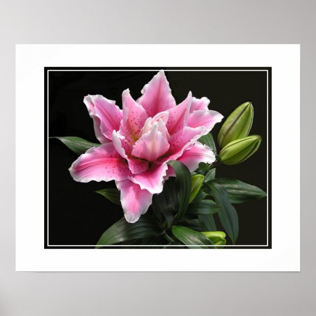 Póster Poster-Lily Flower (Frente)