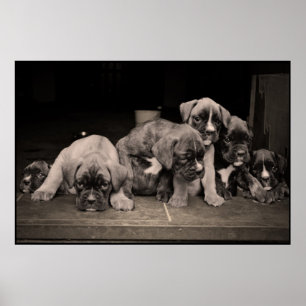 Póster Poster lindo de los perritos del boxeador