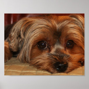 Póster Poster lindo de Yorkshire Terrier