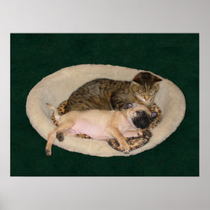 Póster Poster lindo del barro amasado y del gato