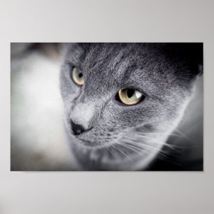 Póster Poster lindo del gato